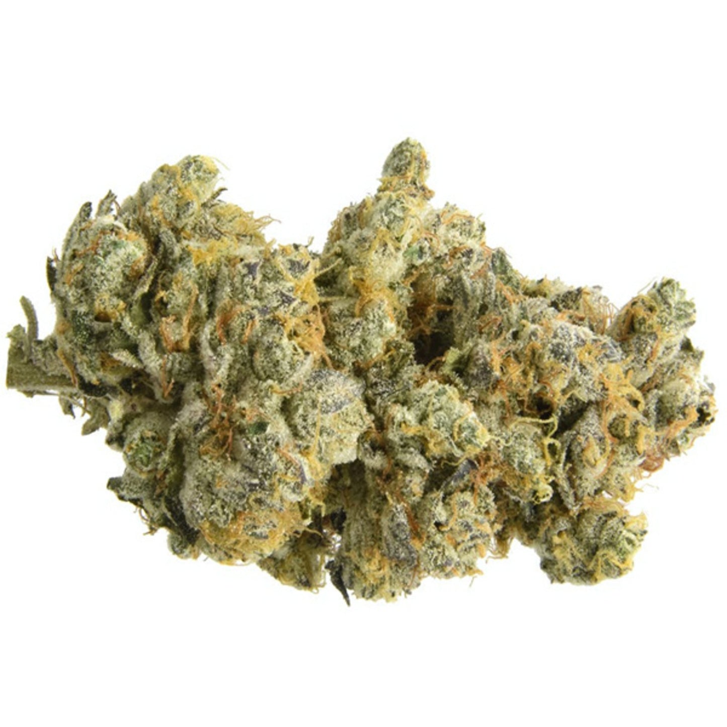 Auto GMO Cookies - 5 cannabis zaden