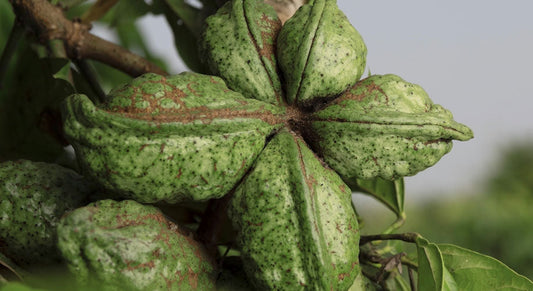 Cola Nut: werking, effecten en verantwoord gebruik