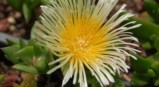 Kanna (Sceletium tortuosum): werking, effecten en verantwoord gebruik