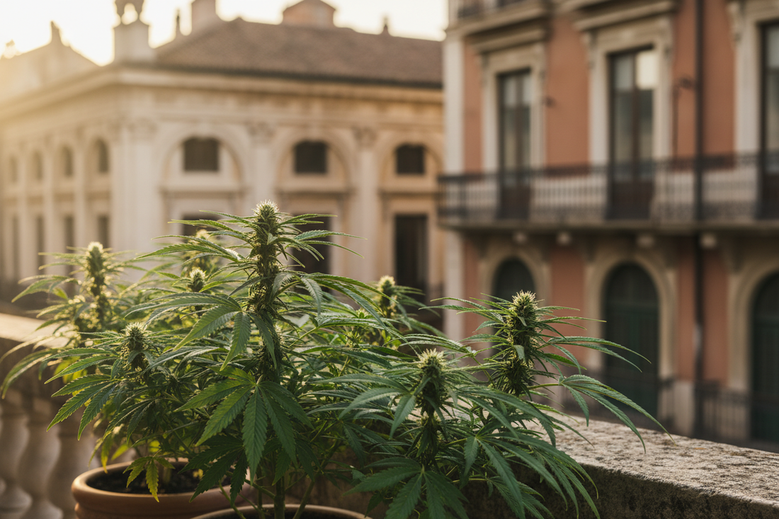 Is cannabis legaal in Europa? Overzicht van de wetgeving per land (2026)