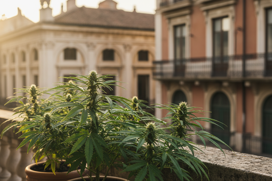 Is cannabis legaal in Europa? Overzicht van de wetgeving per land (2026)