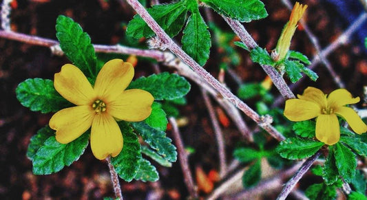 Damiana kruid: werking, effecten en verantwoord gebruik