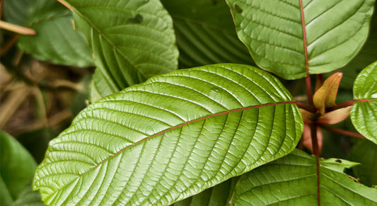 Wat is kratom? Een uitgebreide en objectieve gids
