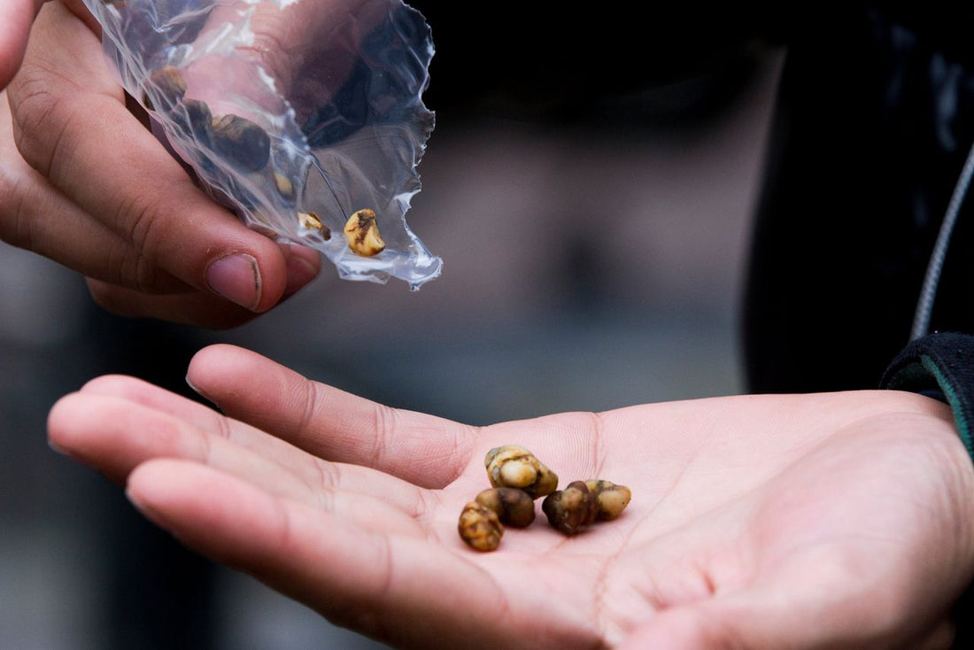 Misselijkheid bij magic truffels: hoe ontstaat het en wat kun je doen?