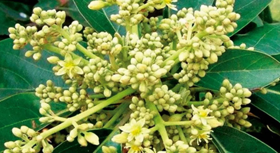 Muira Puama: werking, effecten en verantwoord gebruik