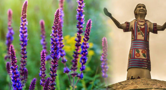 Salvia divinorum: werking, effecten en verantwoord gebruik